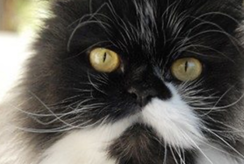 Schwarz-weisse Katze mit goldgelben Augen
