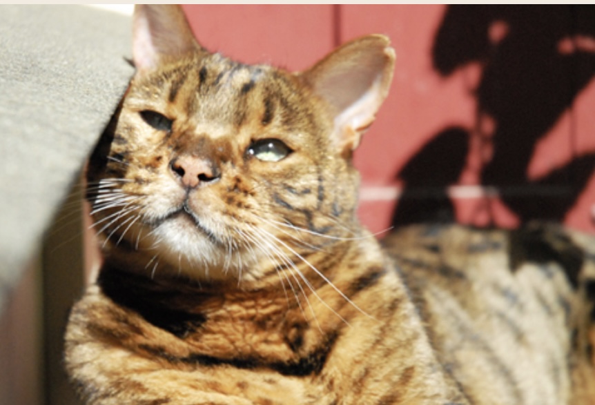 Getigerte Katze in der Sonne